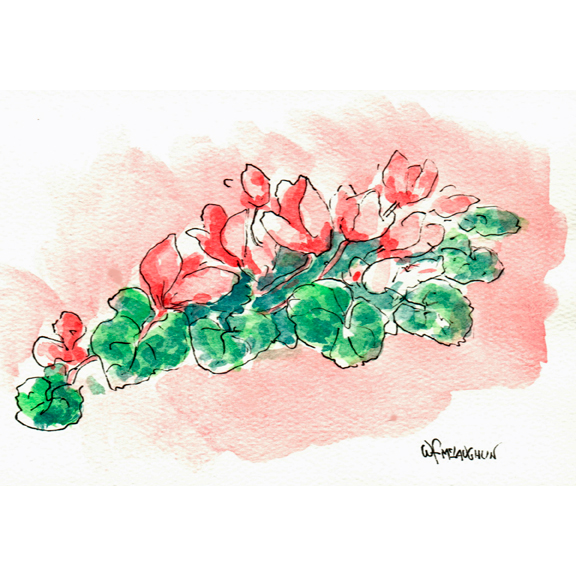 Cyclamen